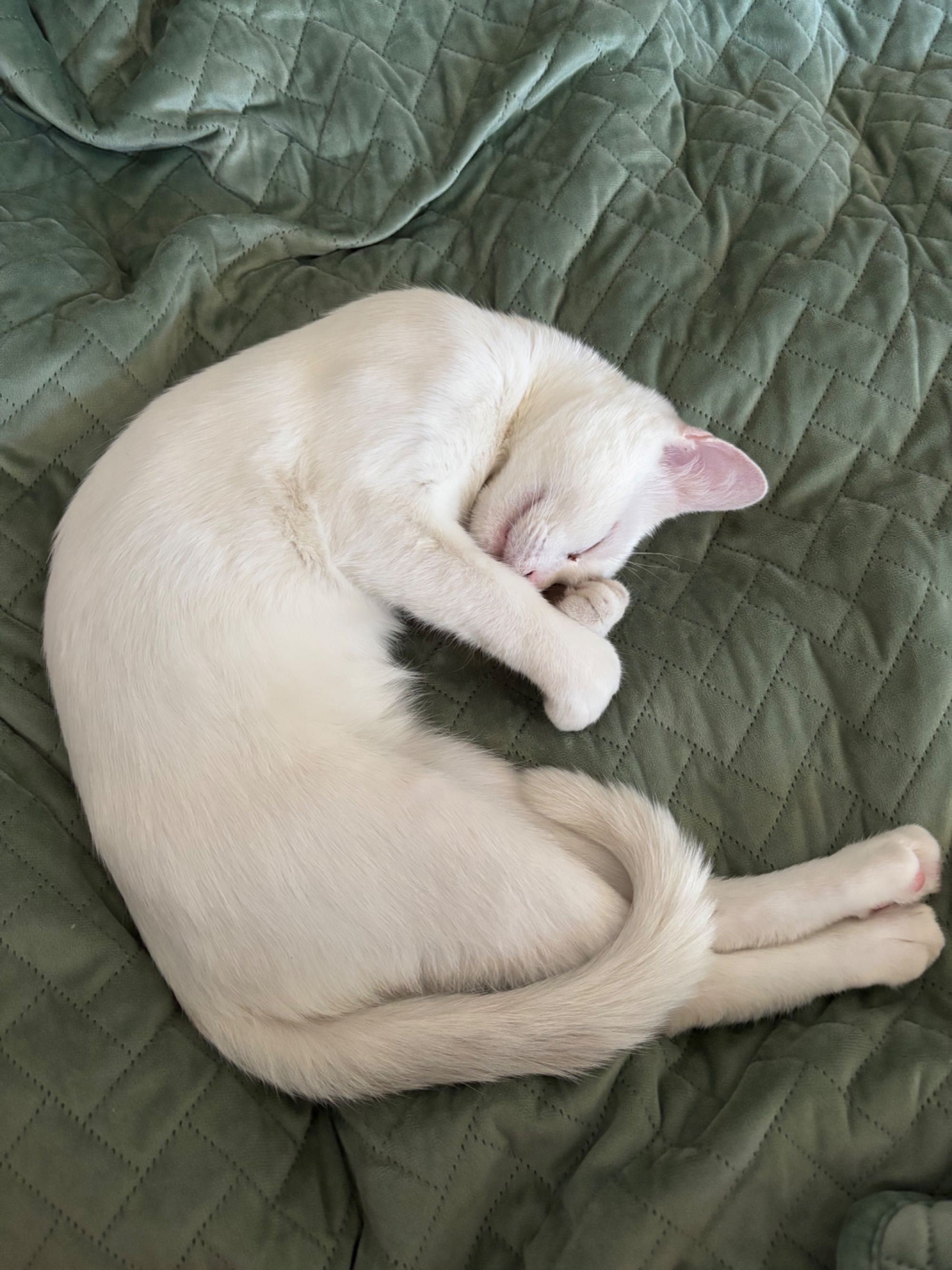 Віддам котика, 6 місяців