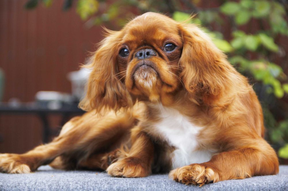 Dziewczynka rasy King Charles Spaniel