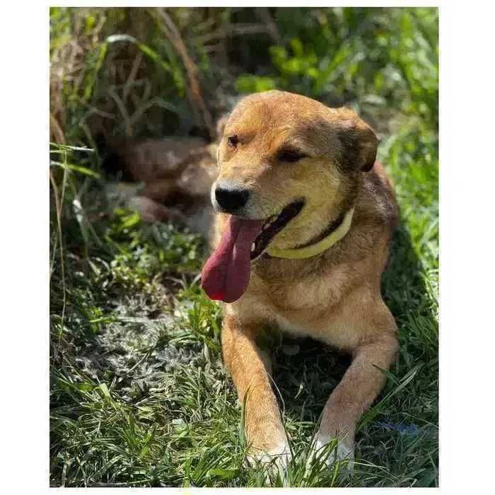 Пес Тоша ищет семью