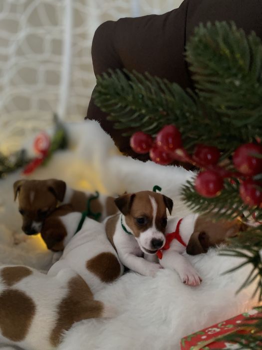 Знайомтеся наша банда Джеків!!!