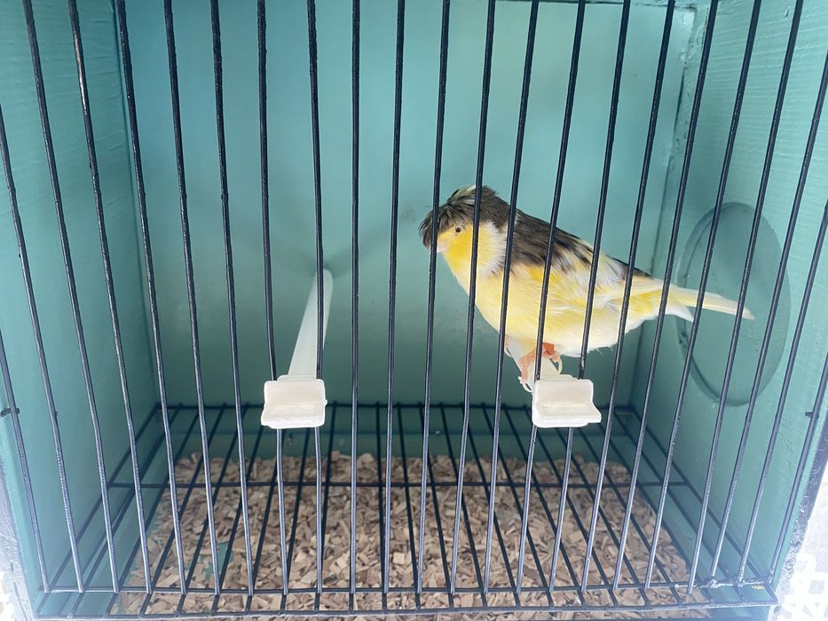 Canarios machos e femeas