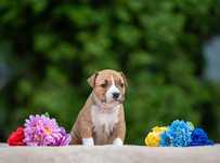 Amstaff dziewczynka fajna