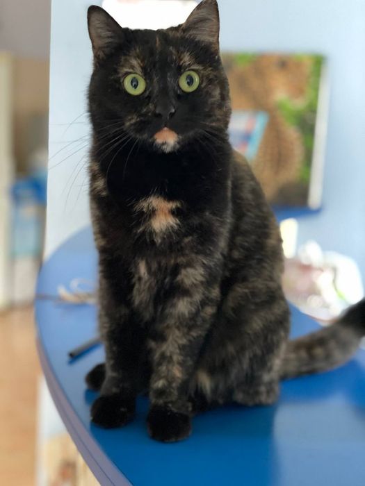 Кошка с непростой судьбой в поисках дома