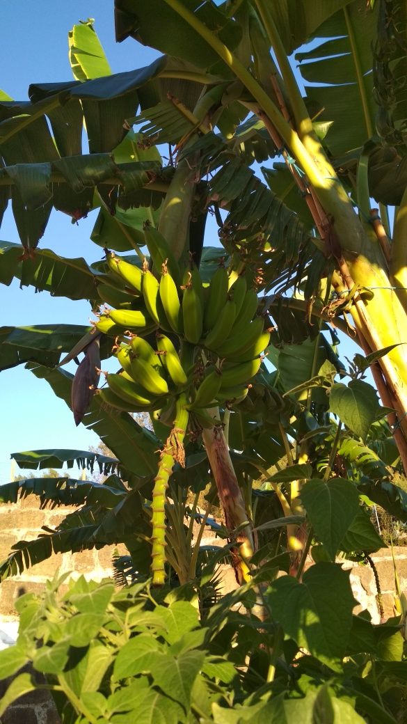 Bananeiras para venda