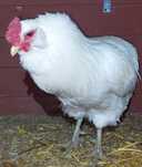 Koguty Araukany i marans
