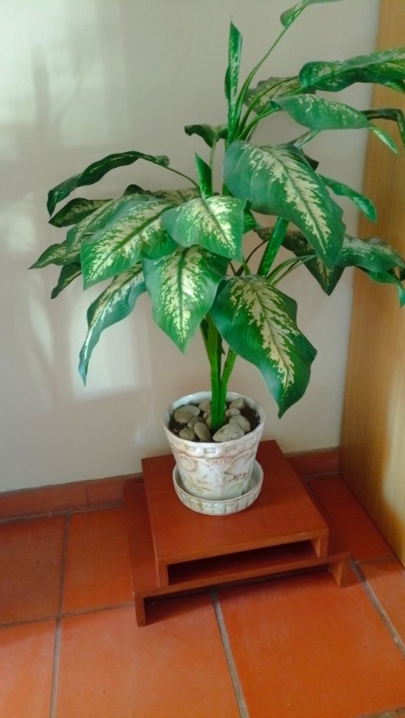 Planta decorativa