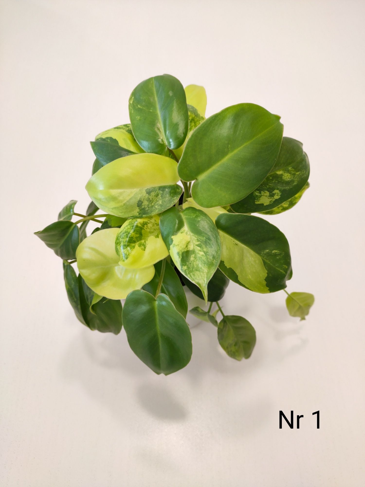 Philodendron Burle Marx Variegata