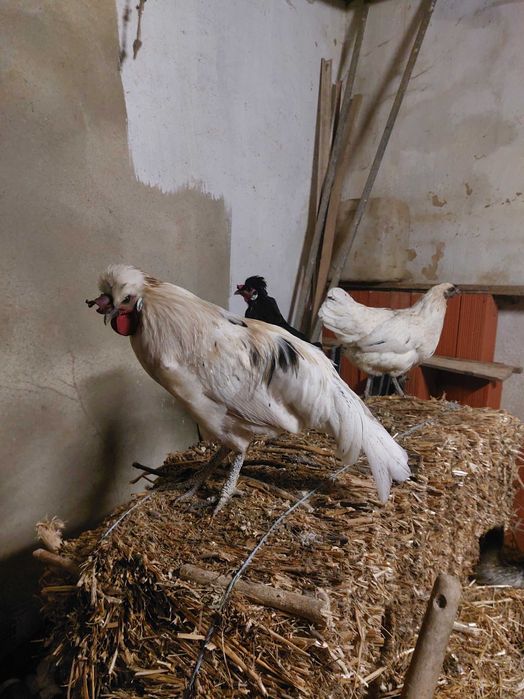 Galos jovens disponíveis