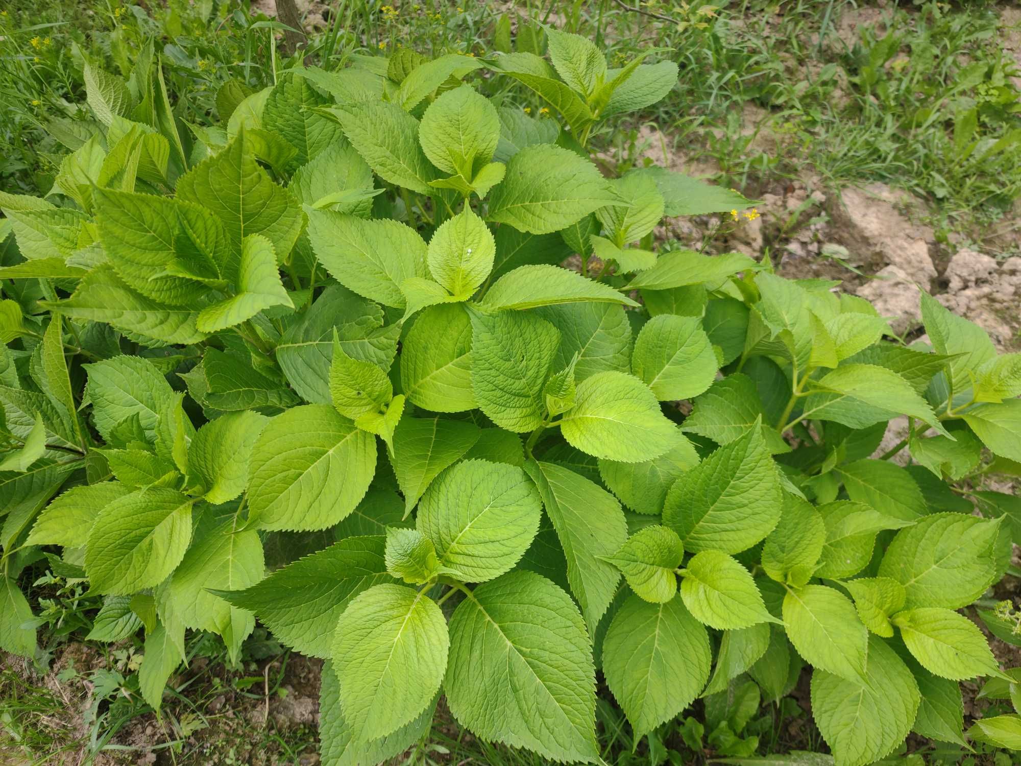Robinia akacjowa Umbraculifera