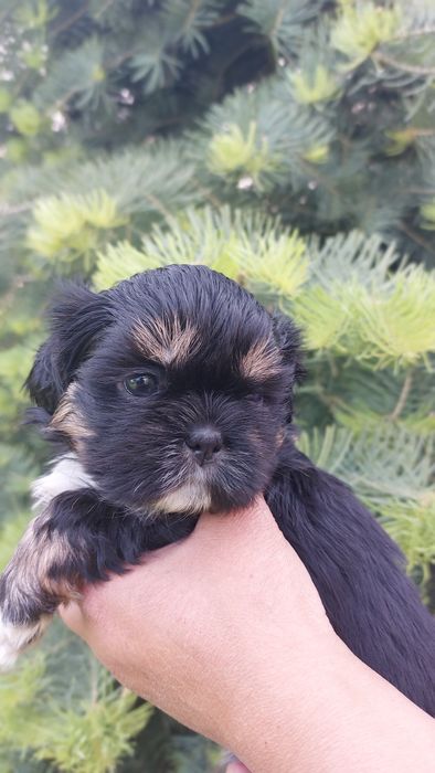 Shih-tzu czarna dziewczynka