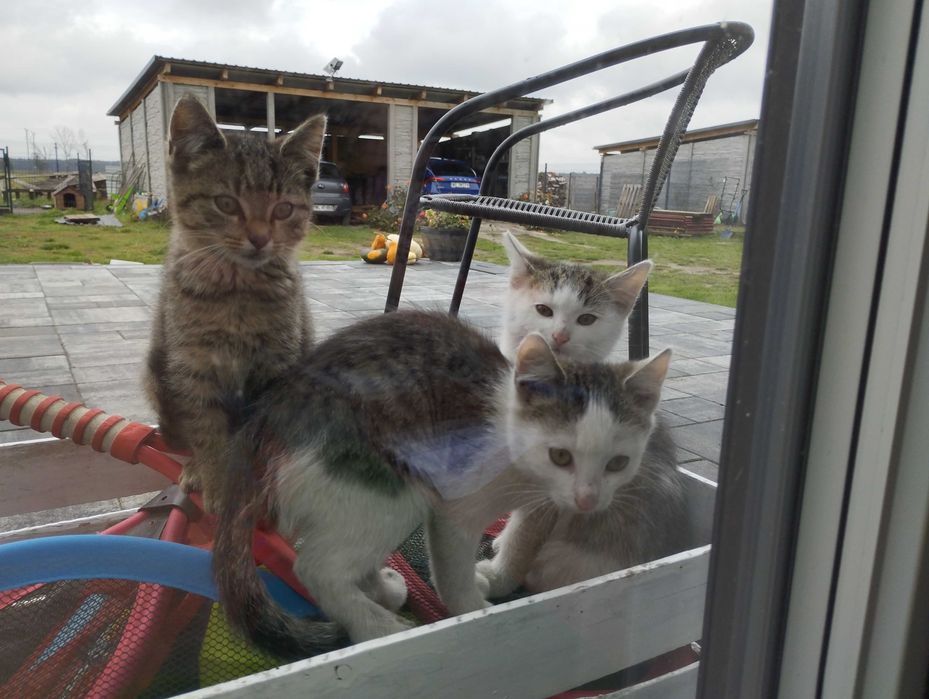 Koty Kocurki oddam za darmo dowóz do 30 km gratis