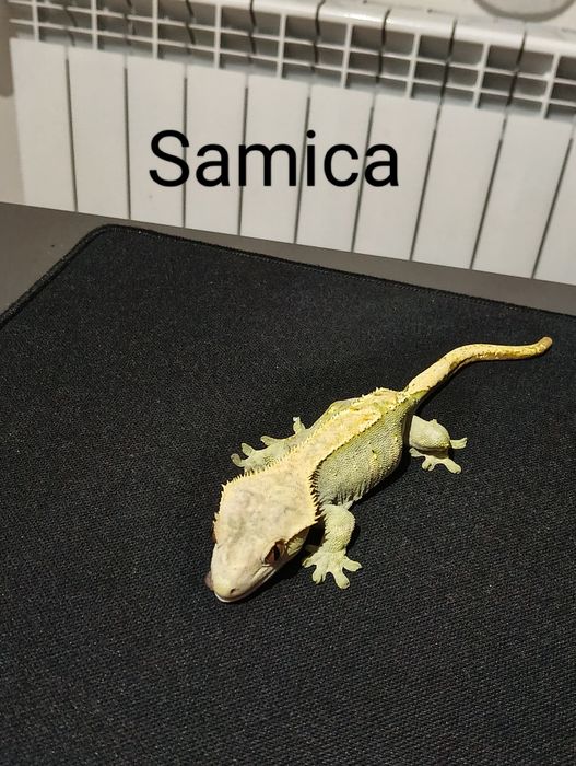 Gekon orzęsiony samiec  samica