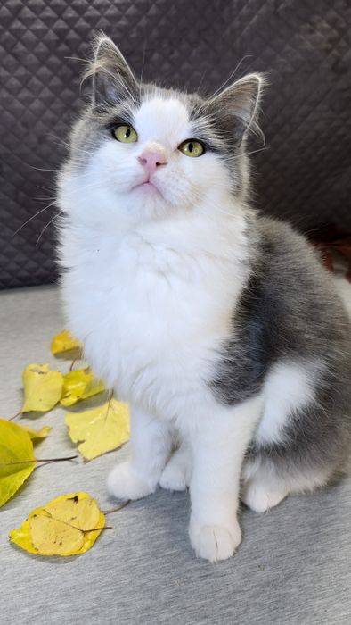 Молодий котик шукає дім.