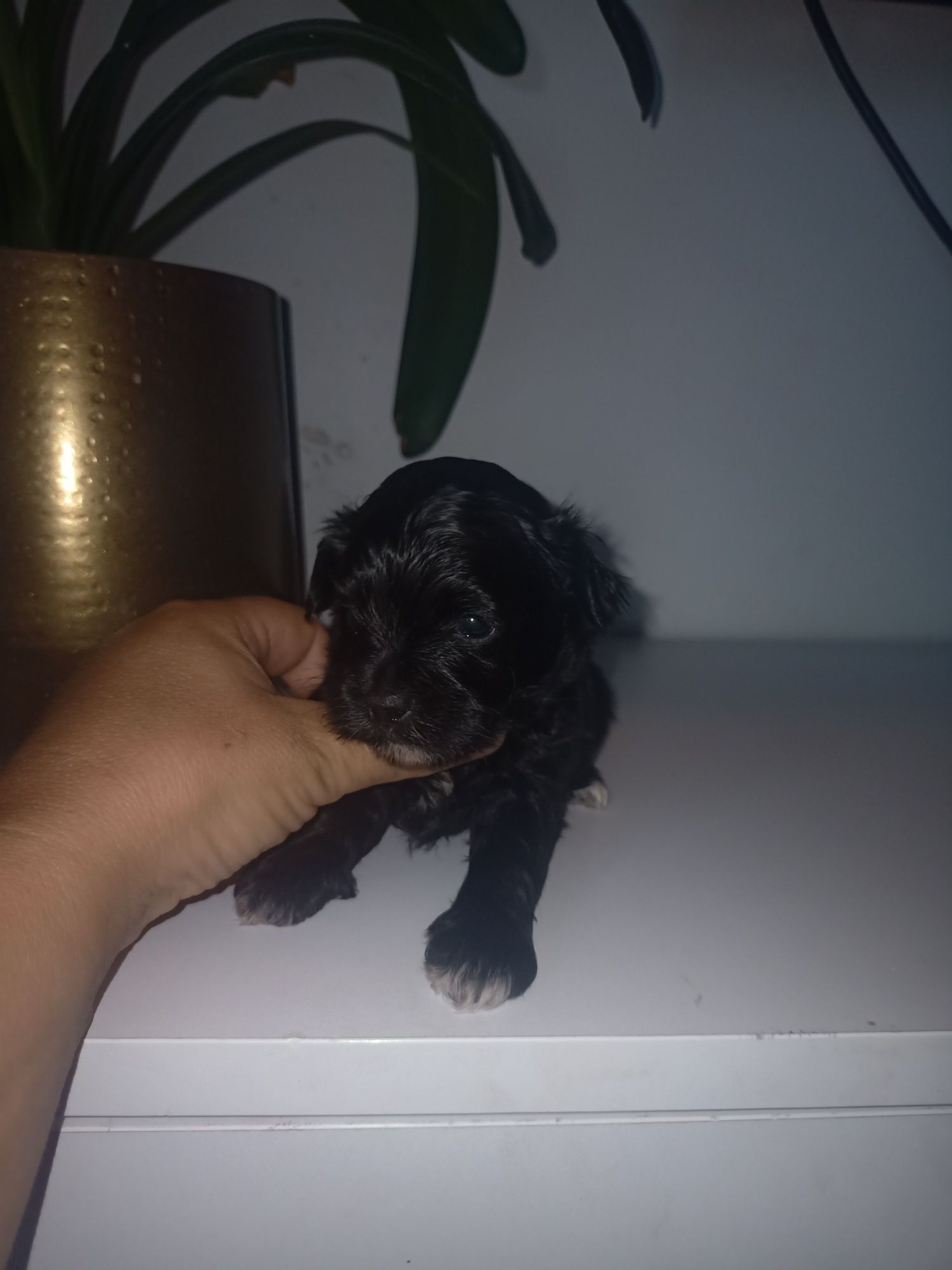 Shihpoo wyjątkowy