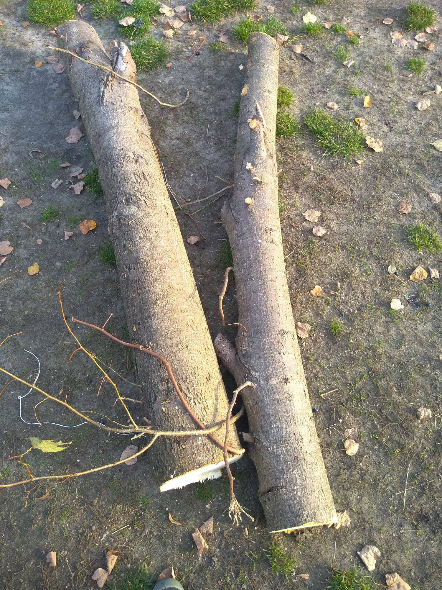 Drewno, drzewo lipowe