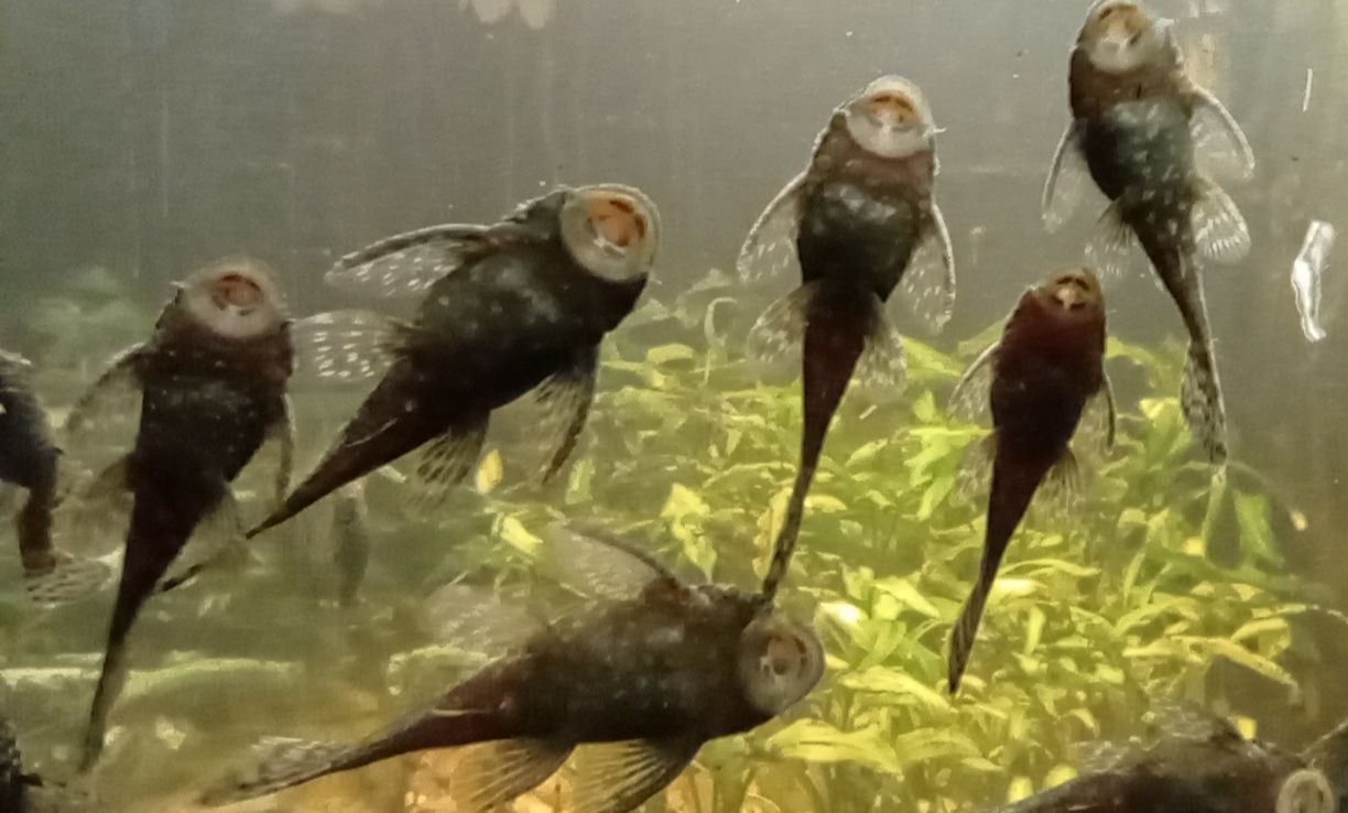 Glonojady ancistrus dolichopterus zbrojnik niebieski