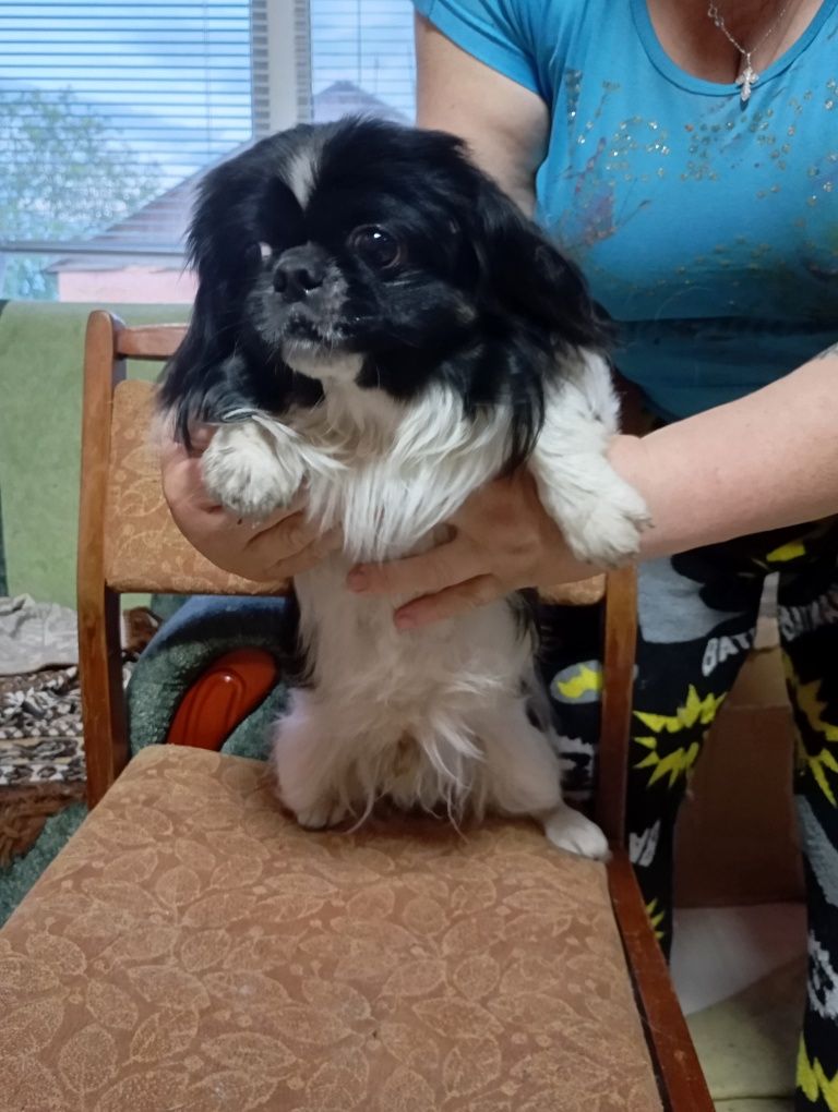 Пекінес для вязкі