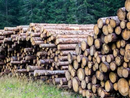 Продам дрова: дуб, ясень, сосна. Без предоплаты, быстрая доставка