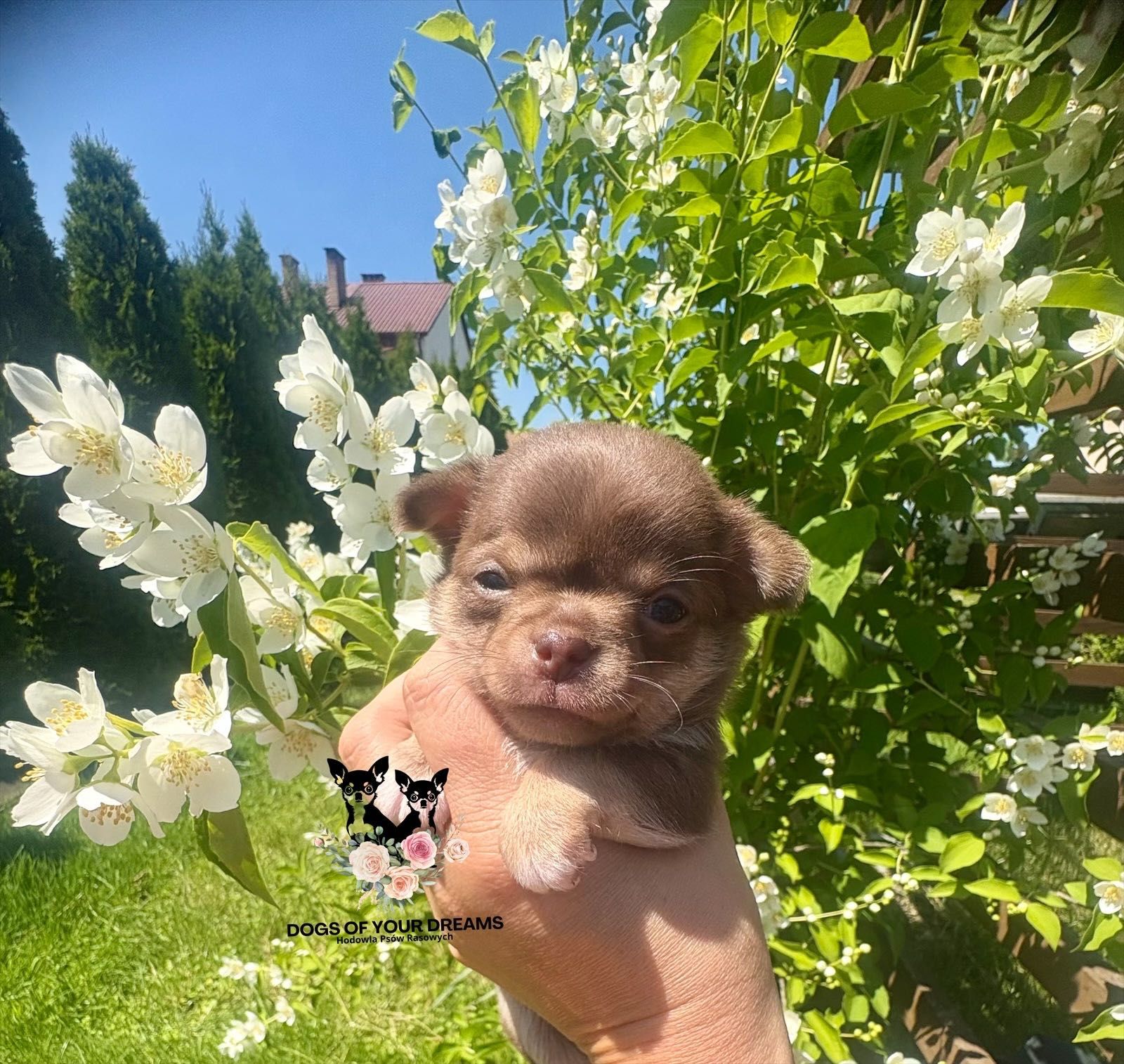 Śliczny Chihuahua czekoladowy z białymi skarpetkami.