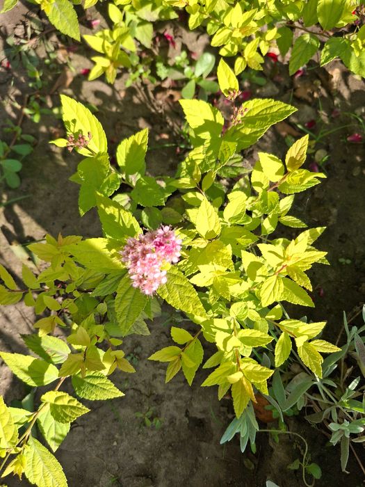 Продам садові декоративні рослини