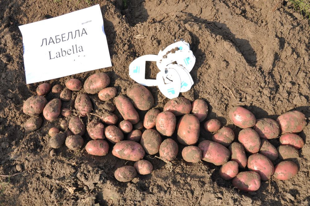 Продам картоплю сорту Лабелла на посадку. Насіннєва