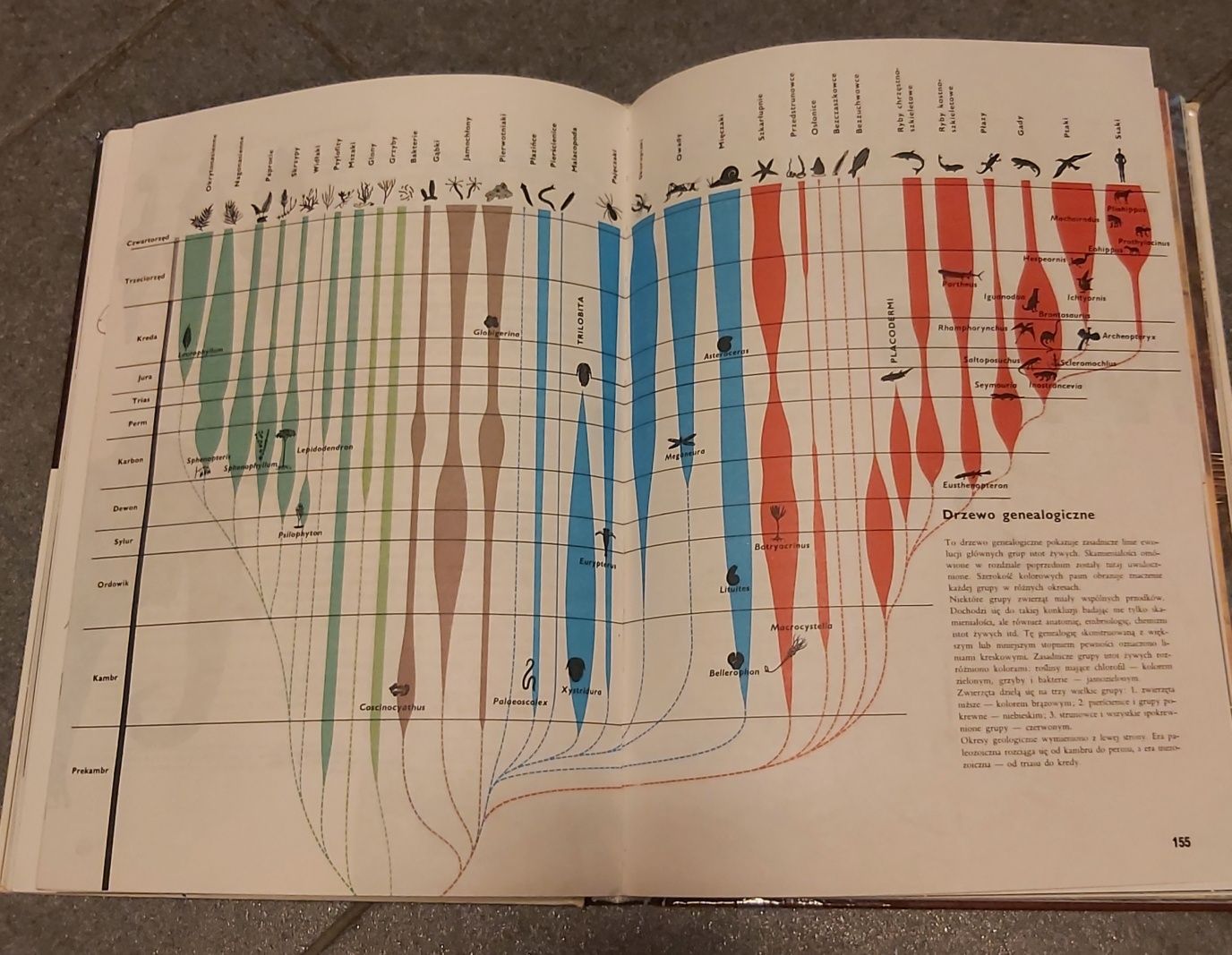 Larousse "Ziemia Rośliny Zwierzęta"