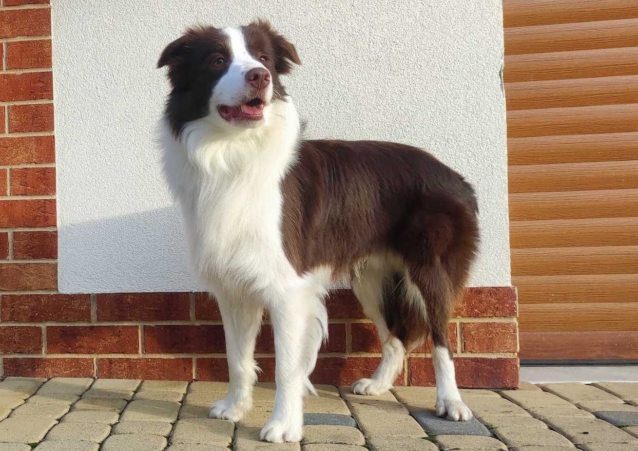 Border Collie - Rasowy pies maści ee-red, komplet dok.