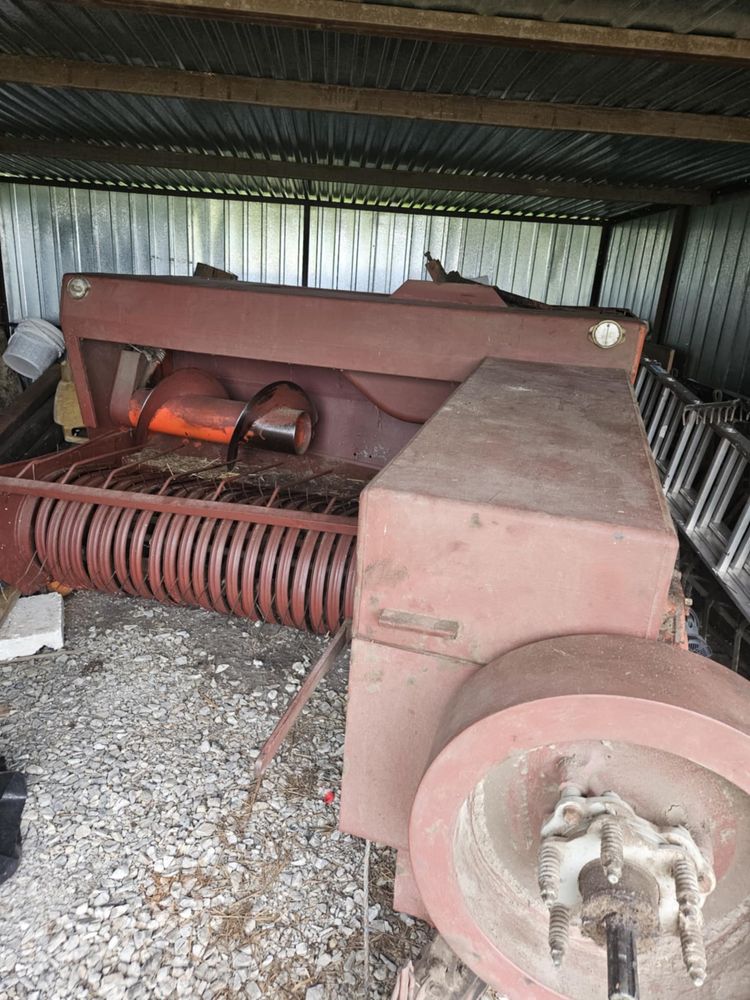 Sprzedam prase sipma z224