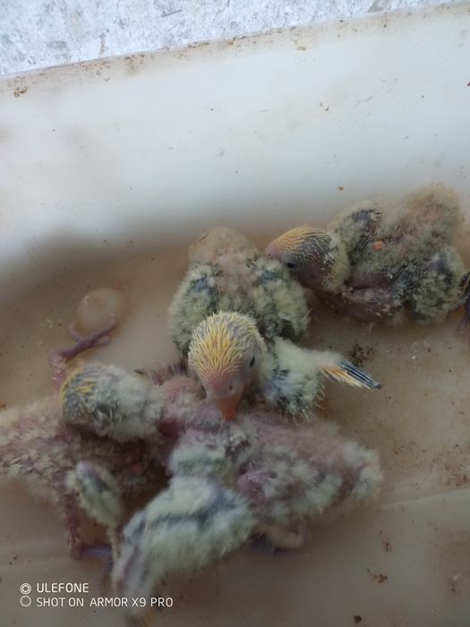 Agapornis e rosicolis