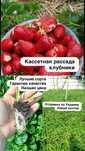 Кассетная рассада клубники от питомника. Продажа и доставка по Украине