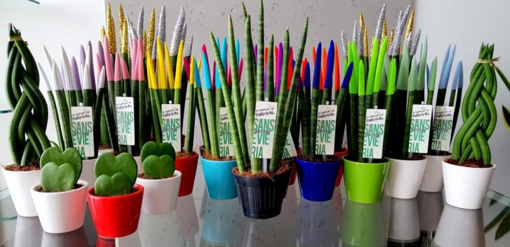 SANSEWIERIA Sansevieria wężownica Velvet Touchz + ozdobna doniczka