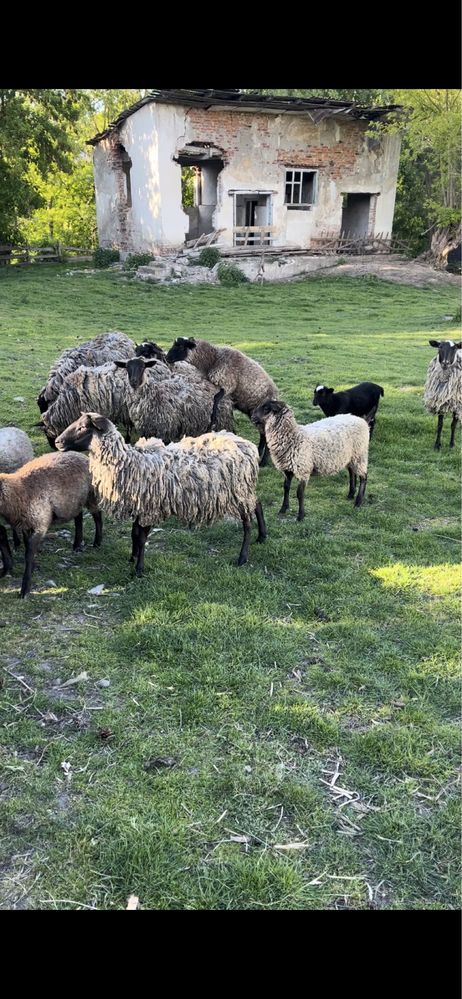 Романівські вівці барани овечки племіний баран