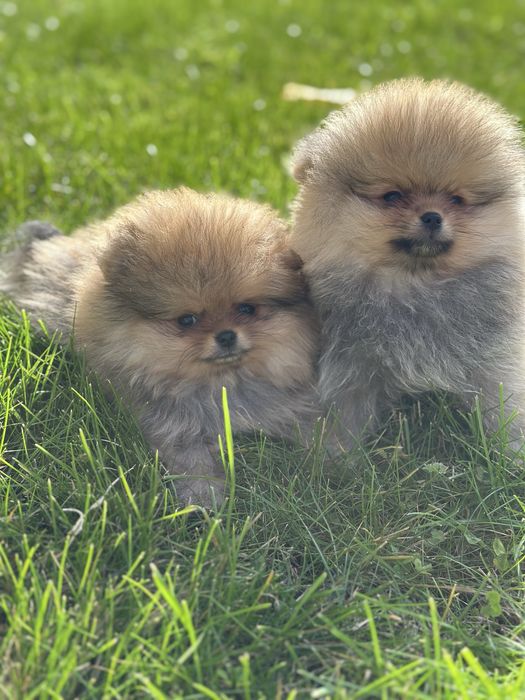 Pomeranian typ misia - kochany maluszek