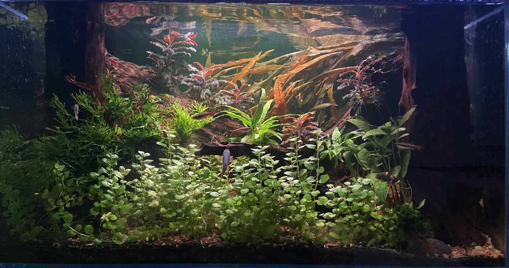 Rośliny akwariowe - Okazja! Duża ilość