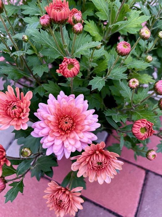 Хризантема мультифлора