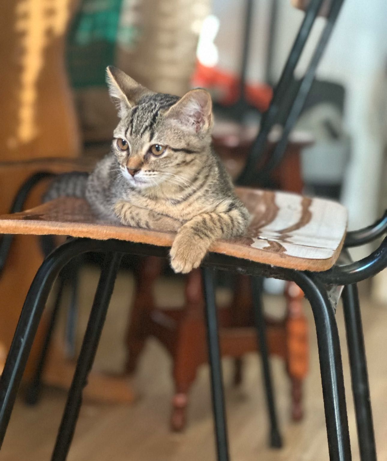 Dá-se Gatinha bebé