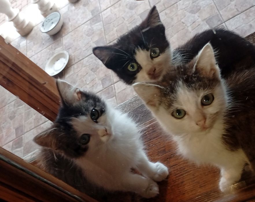 Кошенята шукають дім.