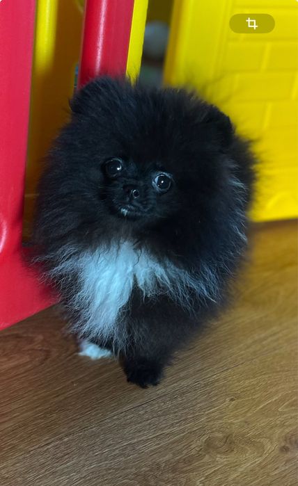 Супер міні хлопчик шпіц