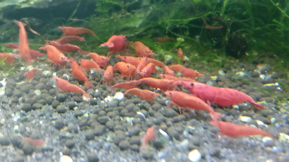 Krewetki Neocaridina Sakura Red wysyłam