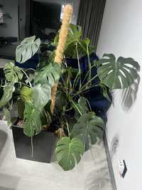 Kwiat Monstera Polecam