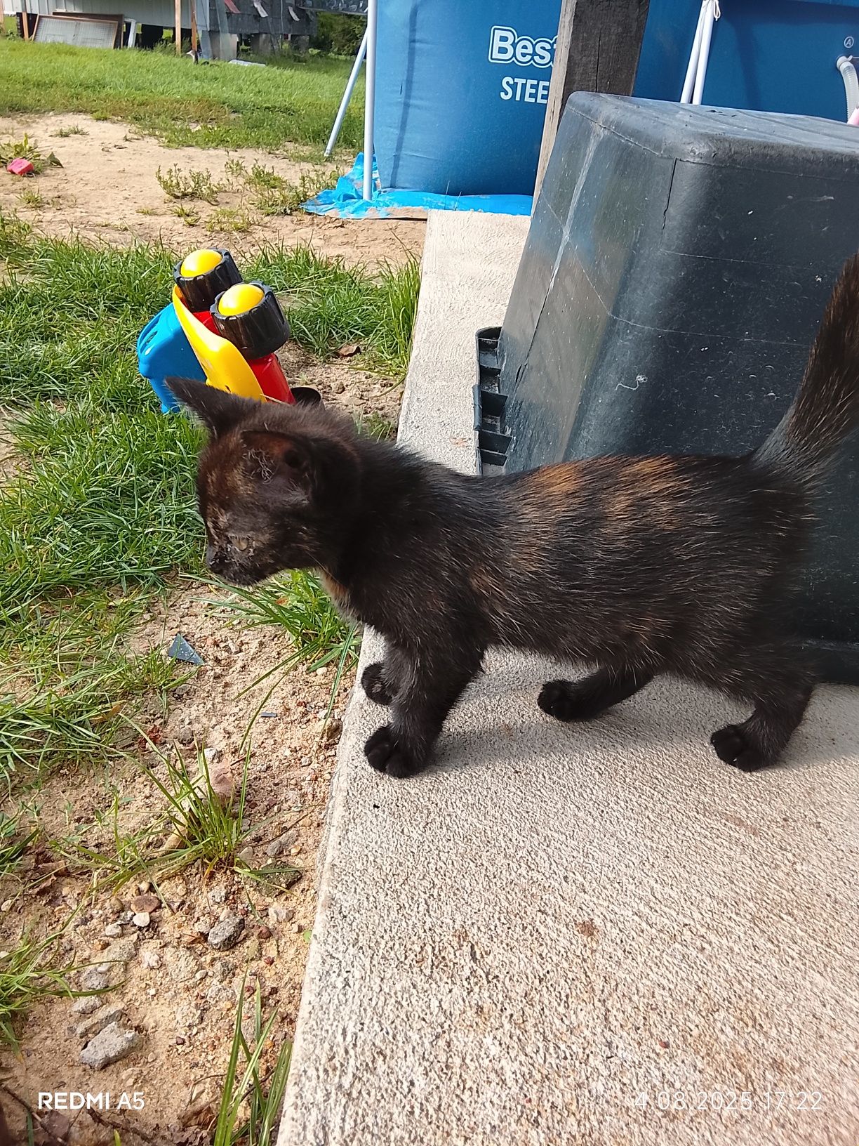 Kotek do adopcji