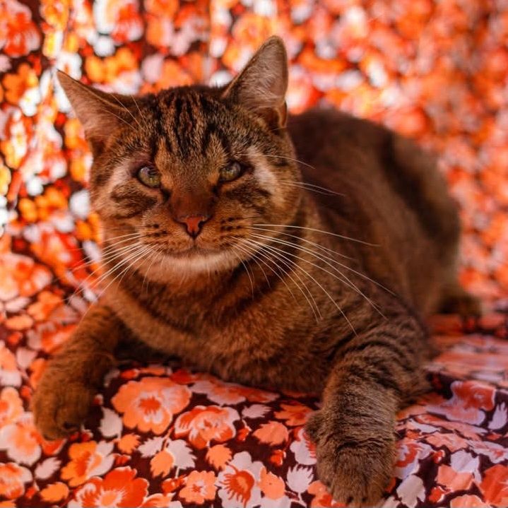 Kabu kotek szuka domu adopcja adoptuj kot kocur burasek bury