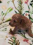Pudel miniaturowy