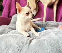 Chihuahua szczeniak piesek biały kremowy