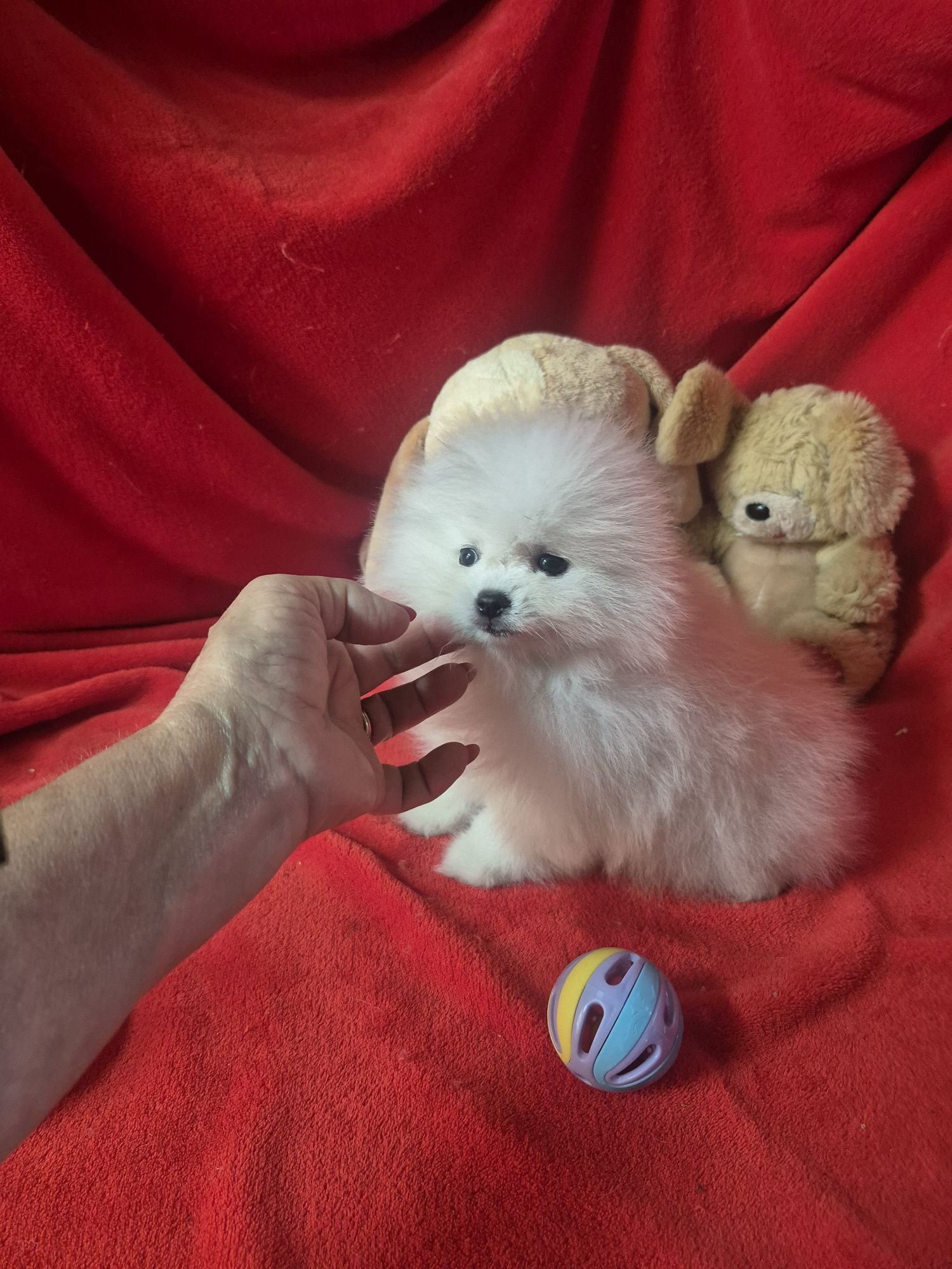 Spitz Alemão Anão  Mini Com LOP e Afixo Criadora Registada PT 308