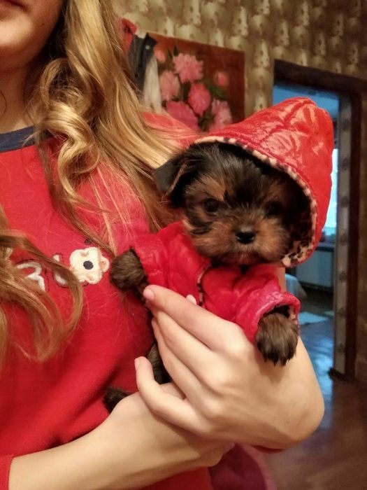 Йоркширский терьер щенки