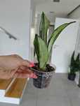 Sansevieria Moonshine mutation