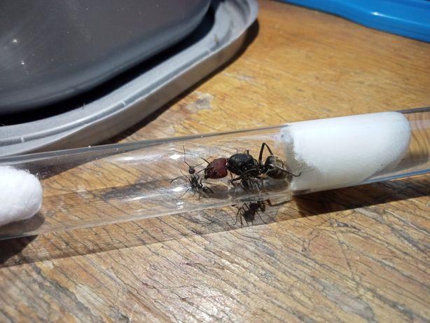 Camponotus singularis kolonie mrówki