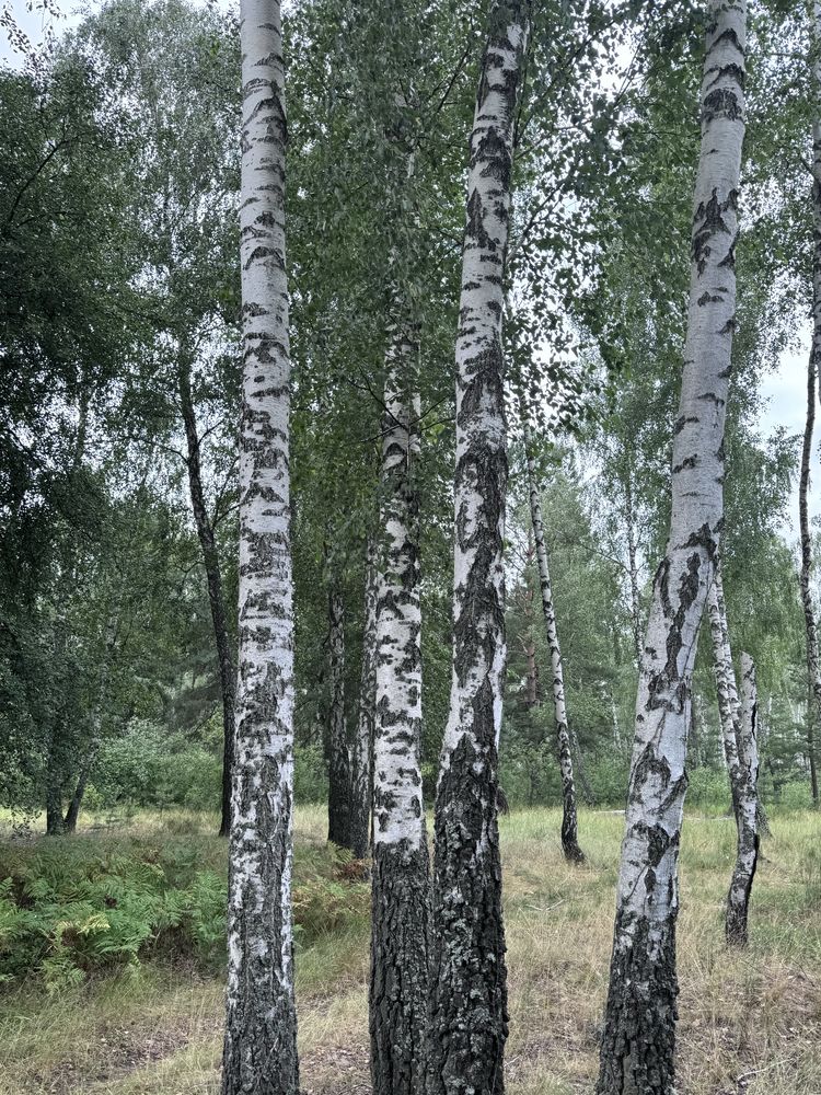 Дача в Озерщіні для відпочинку