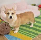 Welsh Corgi Pembroke,  suczka z dlugim ogonkiem